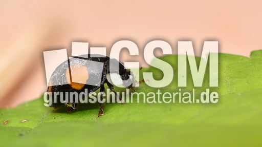 Asiatischer Marienkäfer (27).JPG